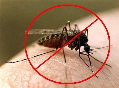 8 убивчих ароматів проти комарів