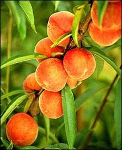 Як вирощування і доглядати за персиком