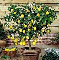 Як виростити лимон в домашніх умовах