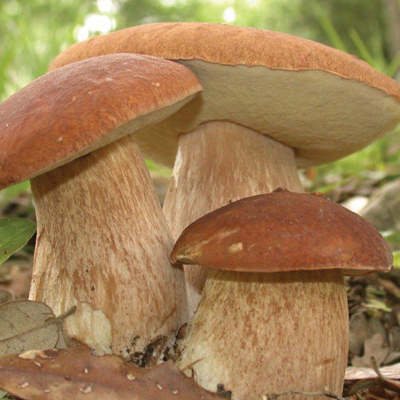 Корисні властивості білого гриба