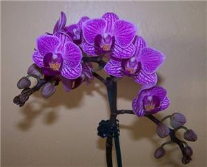 Як розмножувати орхідею фаленопсис