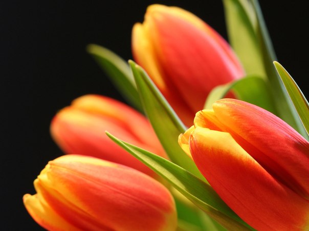 Привітання з 8 березня: Зі святом весни вітаємо